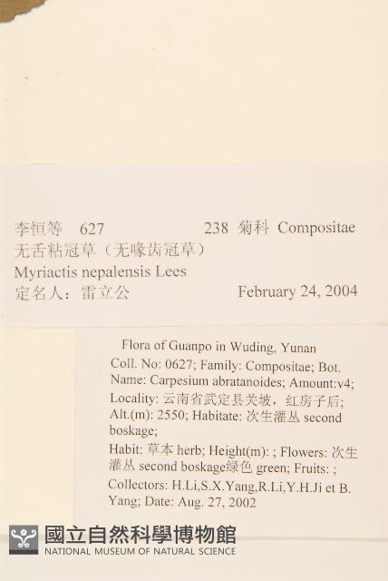 圓舌粘冠草藏品圖，第2張