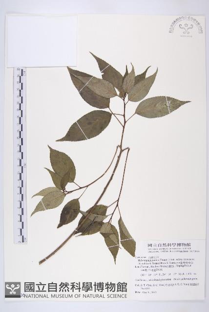 臺灣青莢葉藏品圖，第1張
