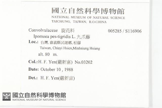 九爪藤藏品圖，第2張