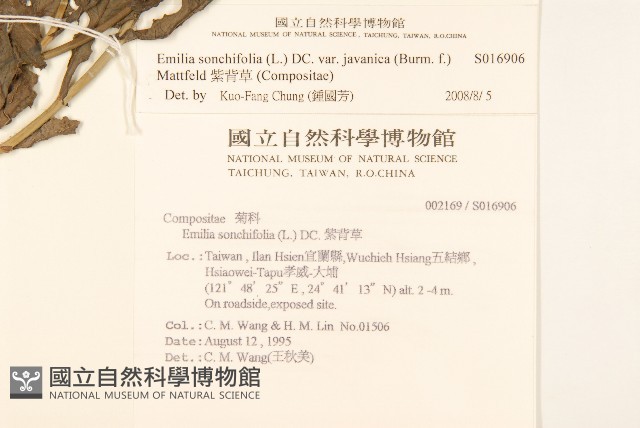 紫背草藏品圖，第2張