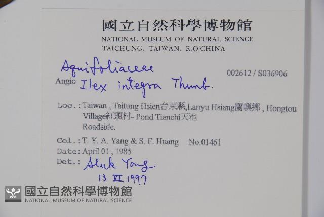 全緣葉冬青藏品圖，第2張