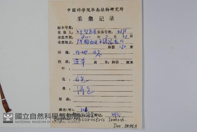 粗喙秋海棠藏品圖，第2張