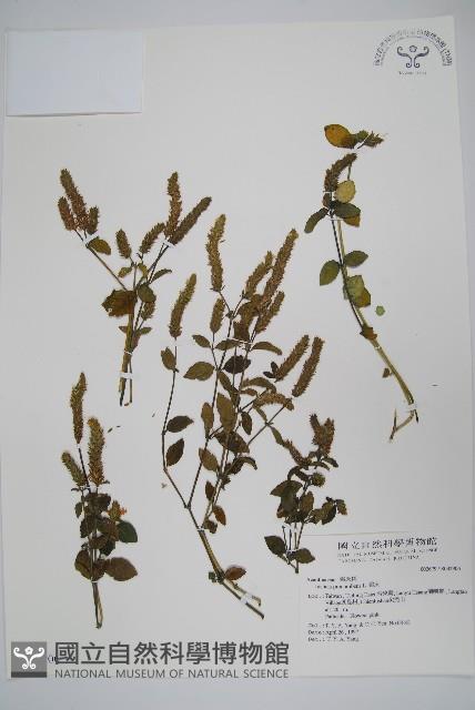 爵床藏品圖，第1張