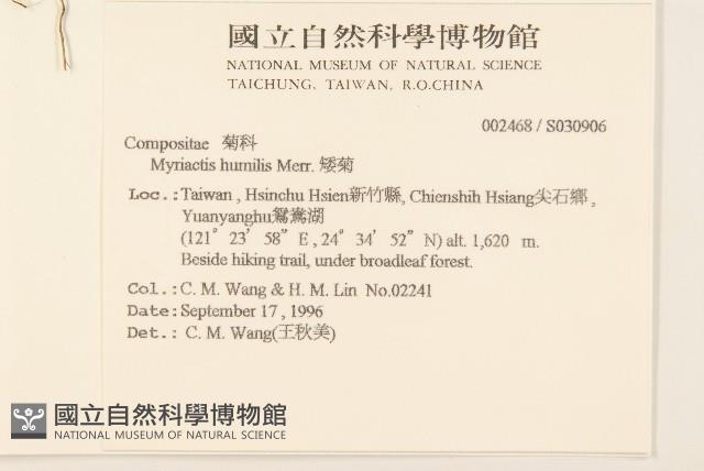 矮菊藏品圖，第2張