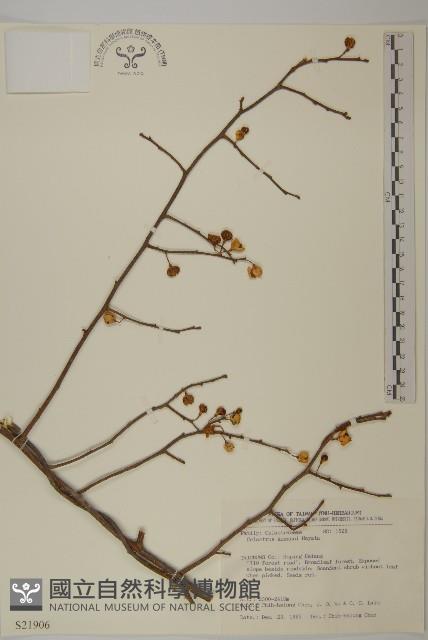 大葉南蛇藤藏品圖，第1張