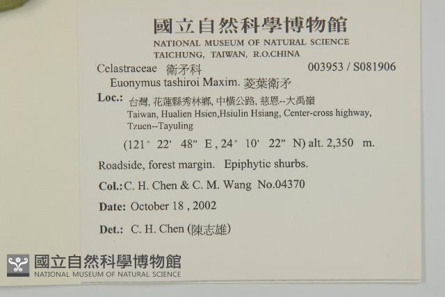 菱葉衛矛藏品圖，第2張