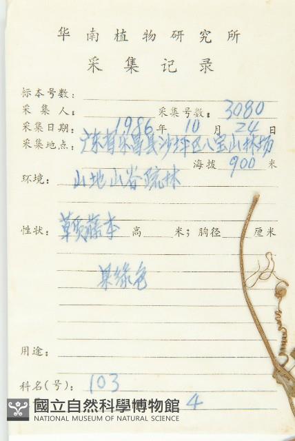 大苞赤瓟藏品圖，第2張