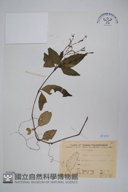 針刺草藏品圖，第1張