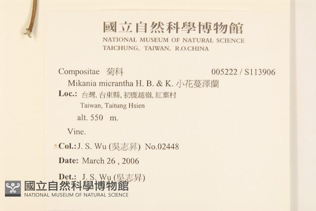 小花蔓澤蘭藏品圖，第2張