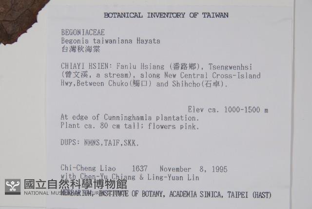 臺灣秋海棠藏品圖，第2張