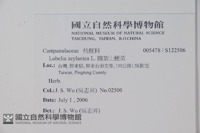 圓葉山梗菜藏品圖，第2張