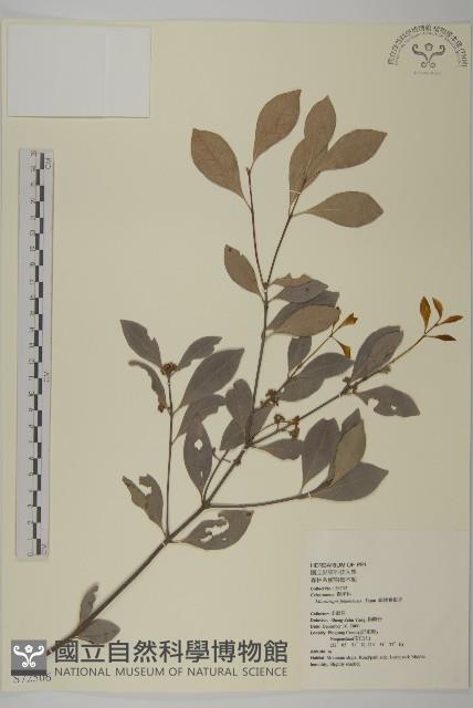 福建賽衛矛、福建假衛矛藏品圖，第1張