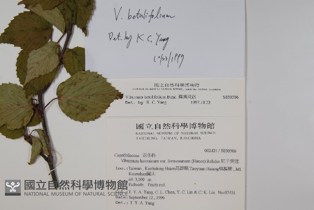 樺葉莢迷、玉山莢迷藏品圖，第2張