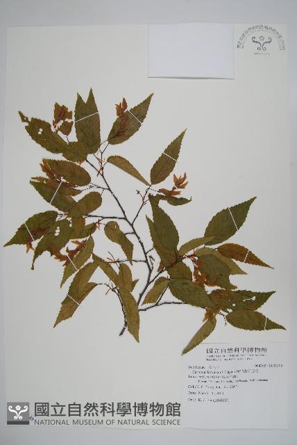 阿里山千金榆藏品圖，第1張