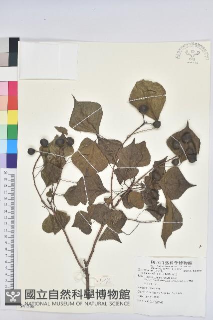 烏臼藏品圖，第1張