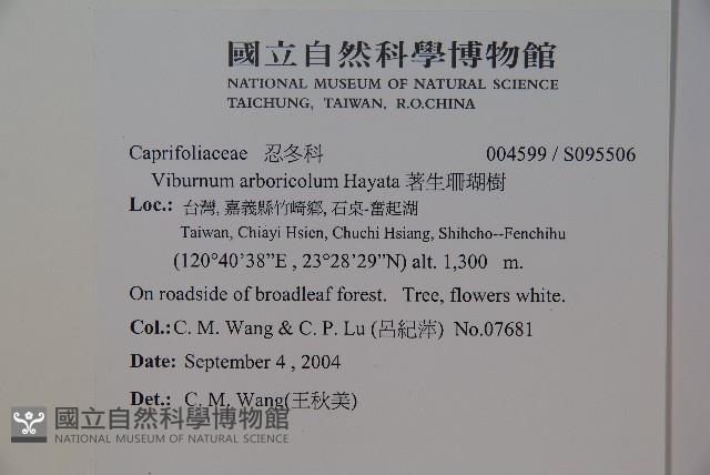 著生珊瑚樹藏品圖，第2張
