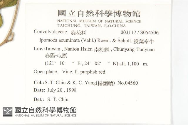 銳葉牽牛藏品圖，第2張