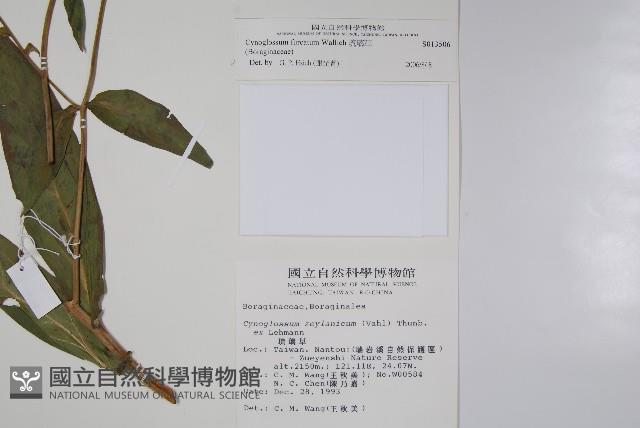 琉璃草藏品圖，第2張