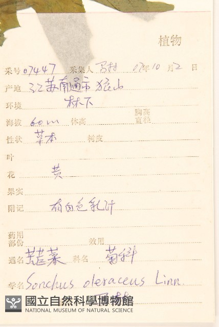 苦滇菜、苦菜藏品圖，第2張