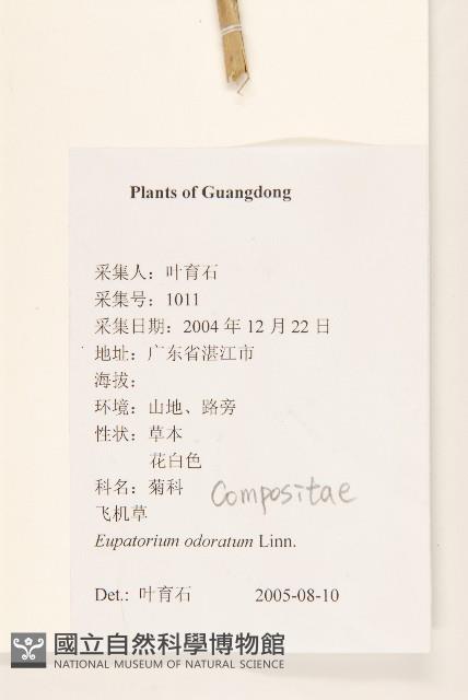 飛機草藏品圖，第2張