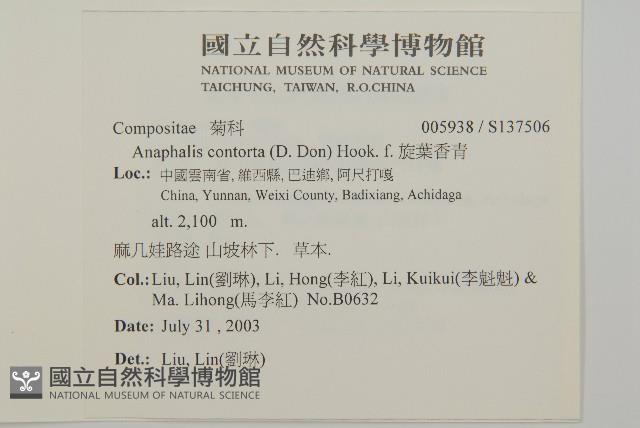 旋葉香青藏品圖，第2張