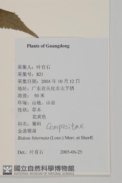 鬼針舅藏品圖，第2張