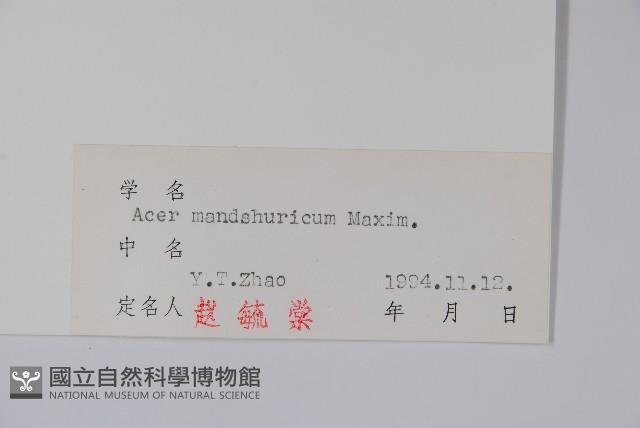 白牛槭藏品圖，第2張