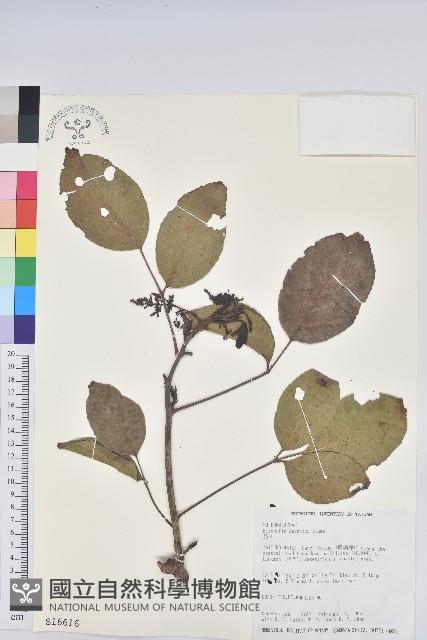 茄苳、重陽木藏品圖，第1張