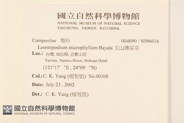 玉山薄雪草藏品圖，第2張