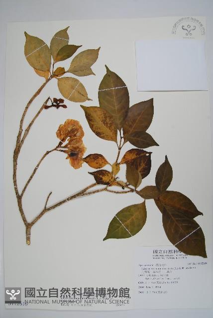 南洋馬蹄花藏品圖，第1張