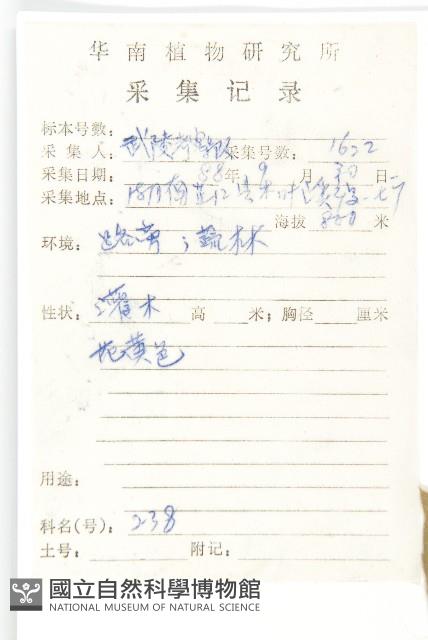 羊耳菊藏品圖，第2張