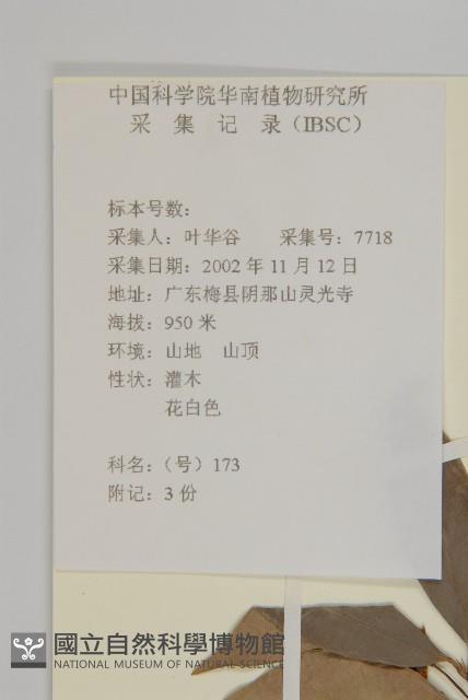 密花假衛矛藏品圖，第2張