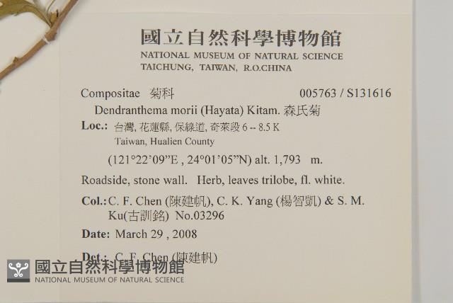 森氏菊藏品圖，第2張