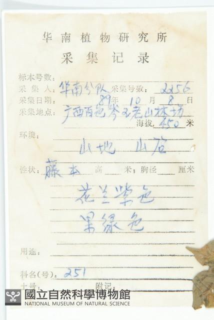 裂葉牽牛藏品圖，第2張