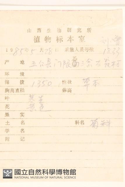 狗舌草藏品圖，第2張