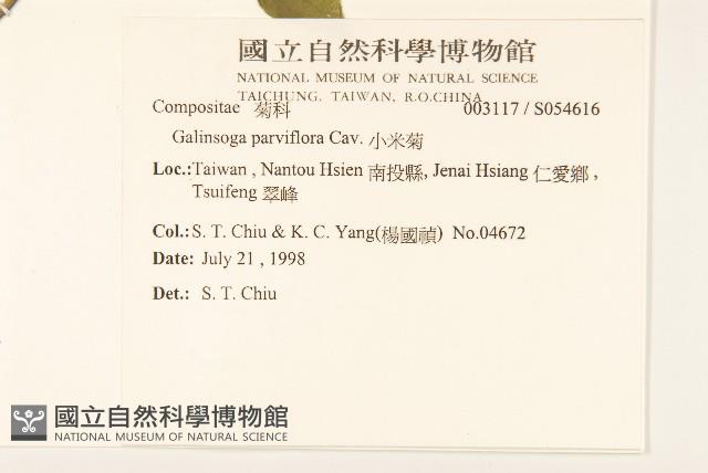 小米菊藏品圖，第2張