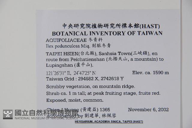 刻脈冬青藏品圖，第2張