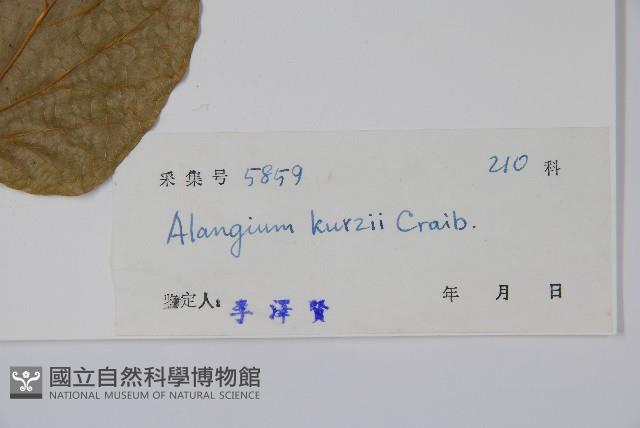 長毛八角楓藏品圖，第2張