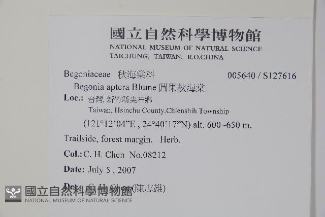 圓果秋海棠藏品圖，第2張