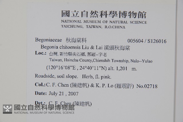 溪頭秋海棠藏品圖，第2張