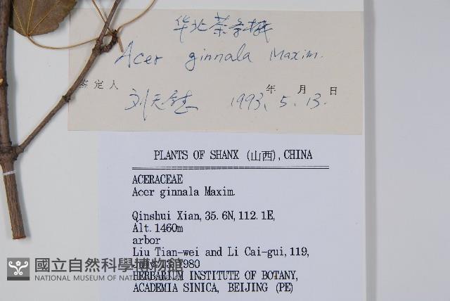 華北茶條槭藏品圖，第2張