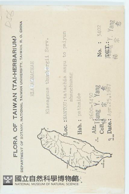 鄧氏胡頹子藏品圖，第2張