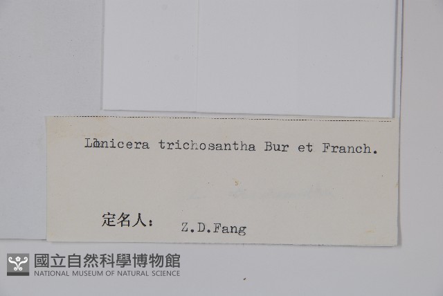 毛花忍冬藏品圖，第2張