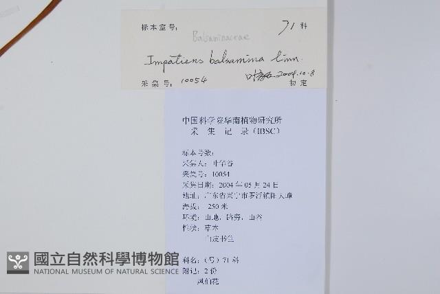 鳳仙花藏品圖，第2張