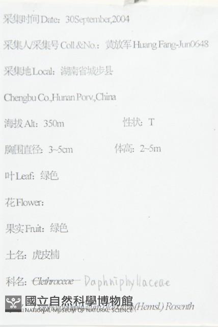 俄氏虎皮楠、蘭嶼虎皮楠、虎皮楠藏品圖，第2張