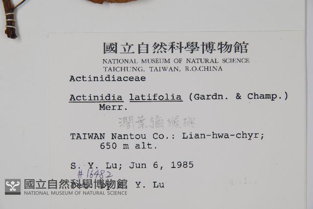 闊葉獼猴桃藏品圖，第2張