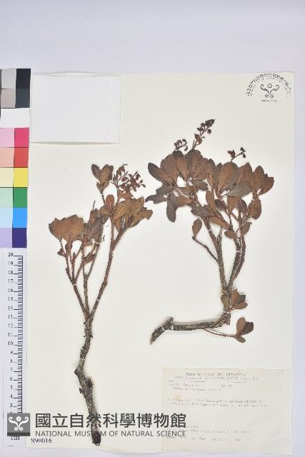 臺灣馬醉木藏品圖，第1張