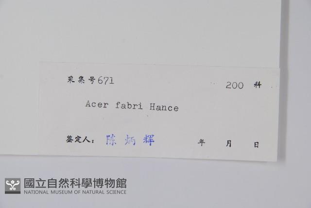 紅翅槭藏品圖，第2張