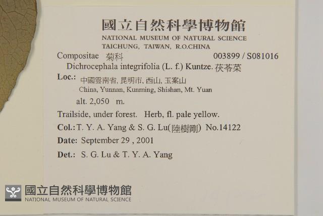 茯苓菜藏品圖，第2張