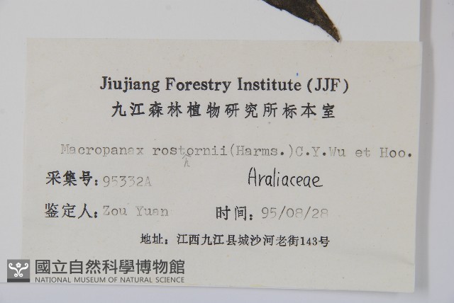 短梗大參藏品圖，第2張
